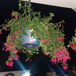 Hanging Flower Baskets Medium And Large. Potted Flowers Fuschias And Assorted