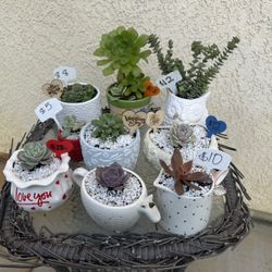 Valentine Succulents