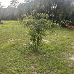 Avocado Tree 
