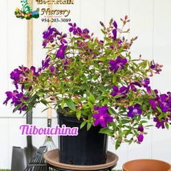 Tibouchina Plants 🪴 3gal