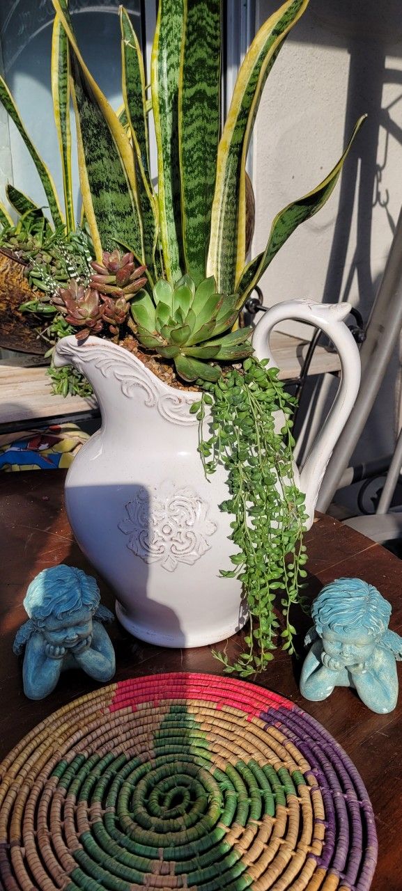 Succulents