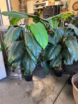 2 artificial plants