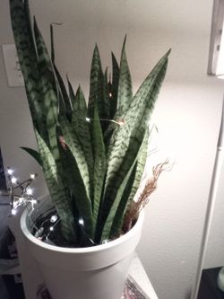 Snake Plant 🐍