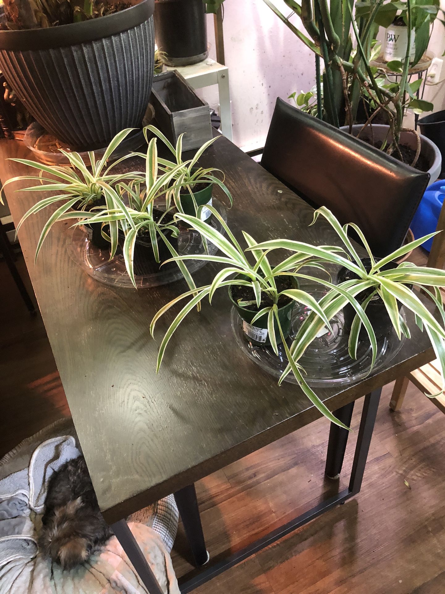 Five Small Spider Plants $6 Each