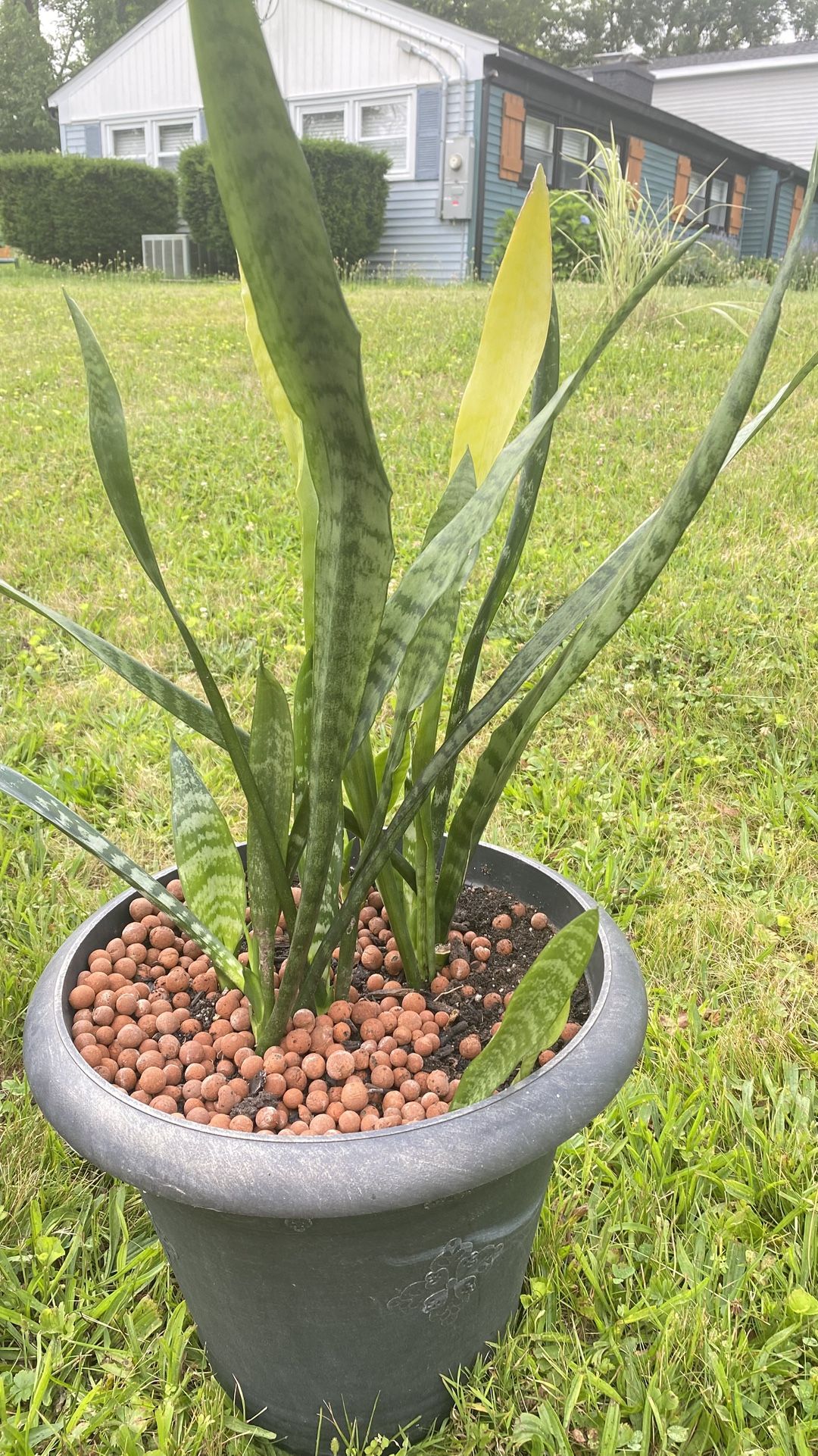 Plant For Home Beautiful