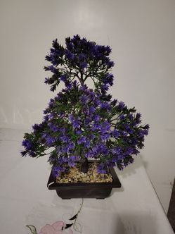 Bonsai tree