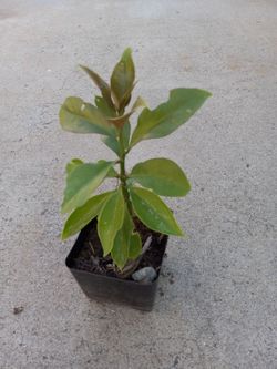 Planta medicinal una de gato