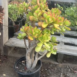 Jade plant
