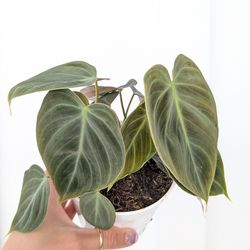 Philodendron El Choco Red Plant 6" Pot - Indoor House Plants
