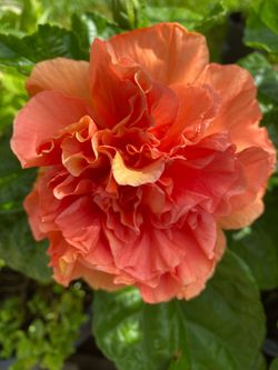 Double orange hibiscus