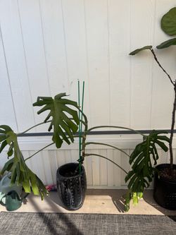 Big monstera with pot