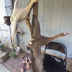 Wild Goose Taxidermy 