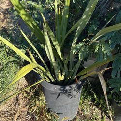Plants