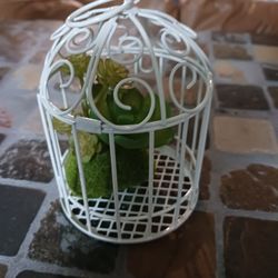 Bird  Cage With Succulent
