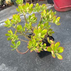 Succulent Plants 6” Pot 