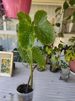 Plant