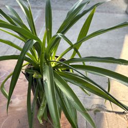 Planta 