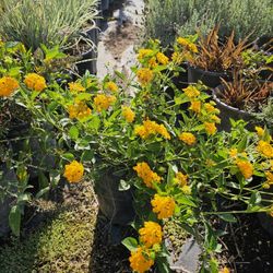 Lantana