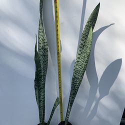 Snake Plant 47”- 51” Tall 