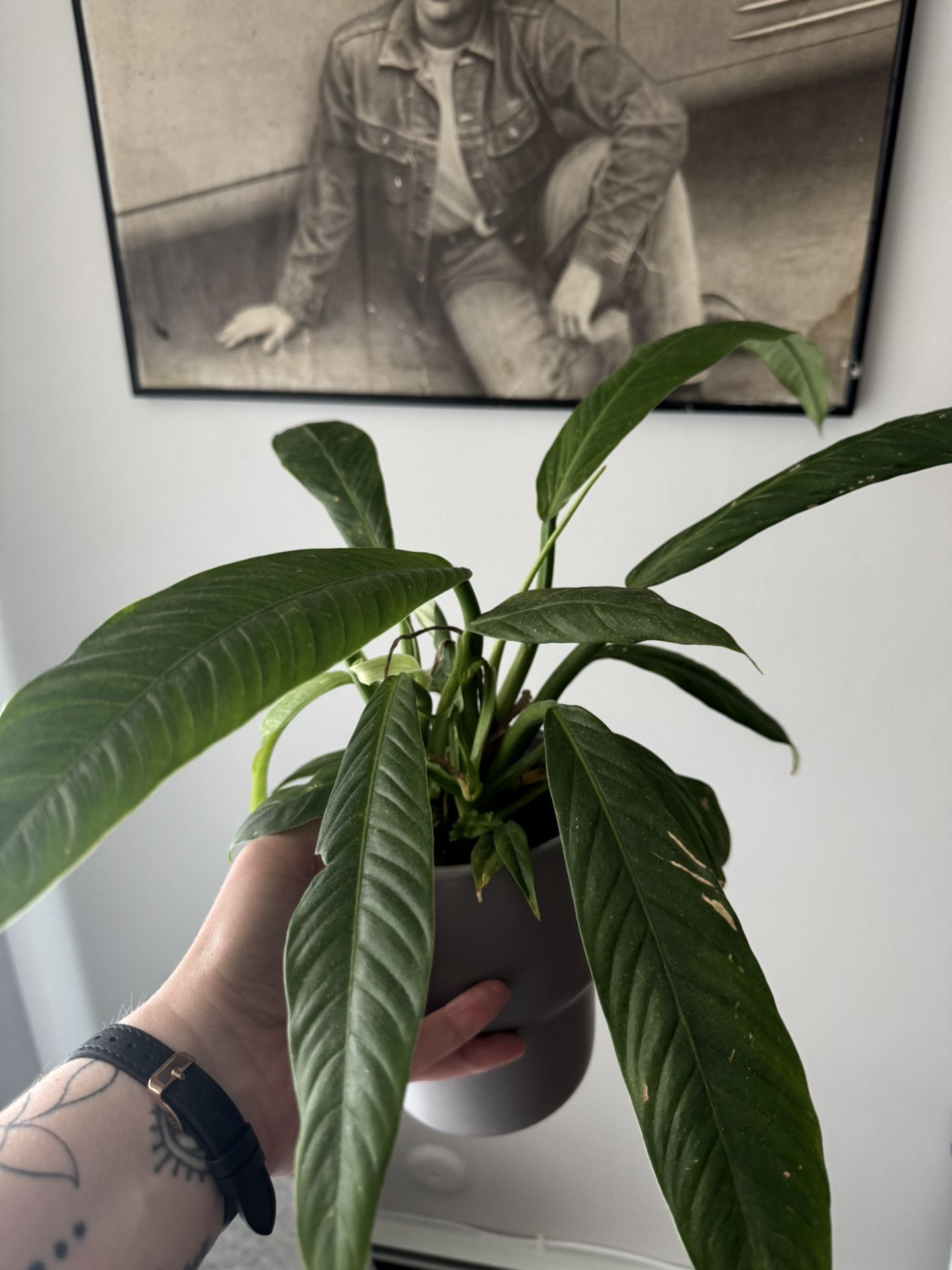 Peace Lilly Plant