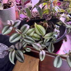 Variety Of Plants Indoor Tradescantia Purple And Stripped