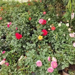 Rosas Y Mas 