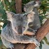 KoalaJam