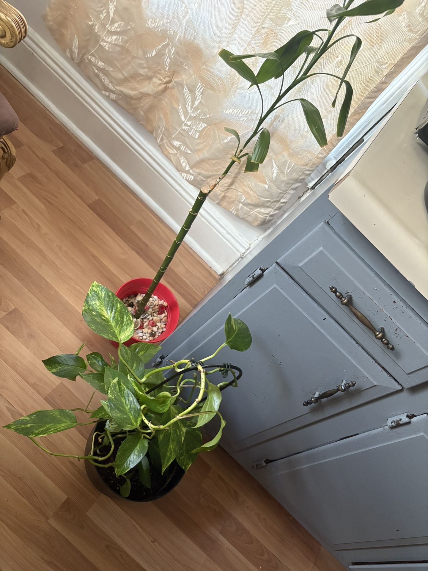 Plants