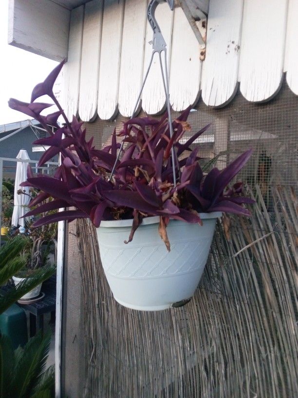 Purple Hanging Plants In Pots Both For $28