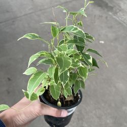 4” Ficus Benjamina
