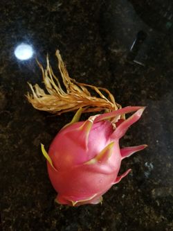 Red Dragon Fruit Cactus Plant 1 Gallon Drought Tolerant