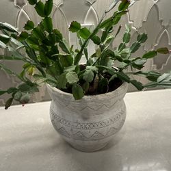 Christmas Cactus Plant