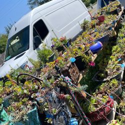 Plant For Sale