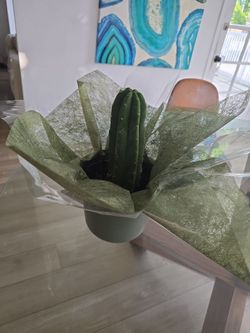 Cactus lover