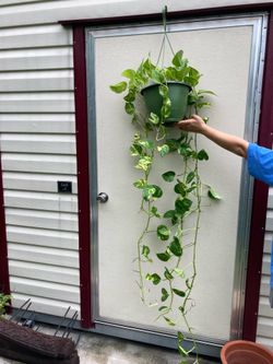 Golden Pothos In Hanging Planter Pot | Epipremnum Aureum | Variegated Vine