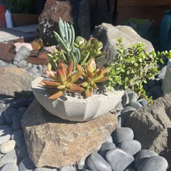 Live Indoor/Outdoor Succulents in Handmade Cement Planter 