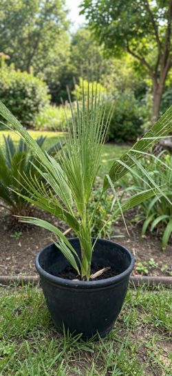 Big Mexican Fan Palm (Washingtonia robusta) in a Beautiful Pot