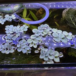 Salvinia & hornwort