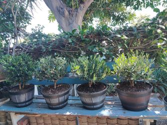 Dwarf Olive Bonsai Tree