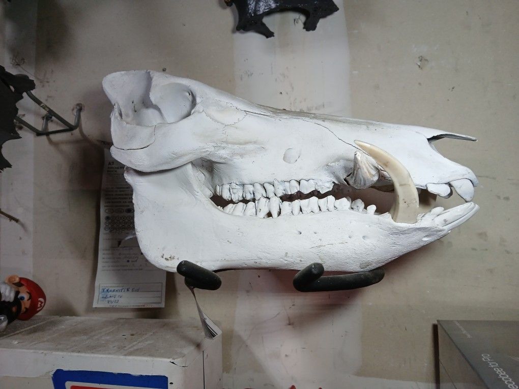 Skull