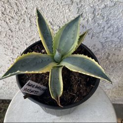 1 Gallon Pot of Succulent Plant - Agave Americana Variegated - Rooted & Established Plant - Drought Resistant - 🪴