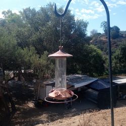 Humming Bird Feeder