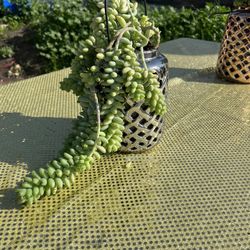 Beautiful Burro’s Tail Plant