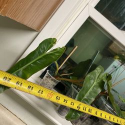 Well rooted Huge leaf Philodendron Billietiae; exact plant; 95820