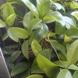 Beautiful Joyas  Plants.