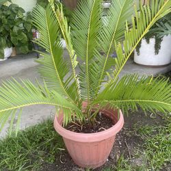 Sago palm tree