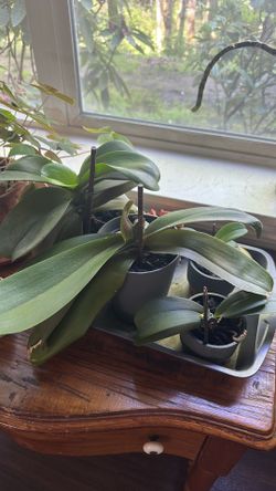 Orchids