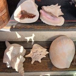XL Sea Shells