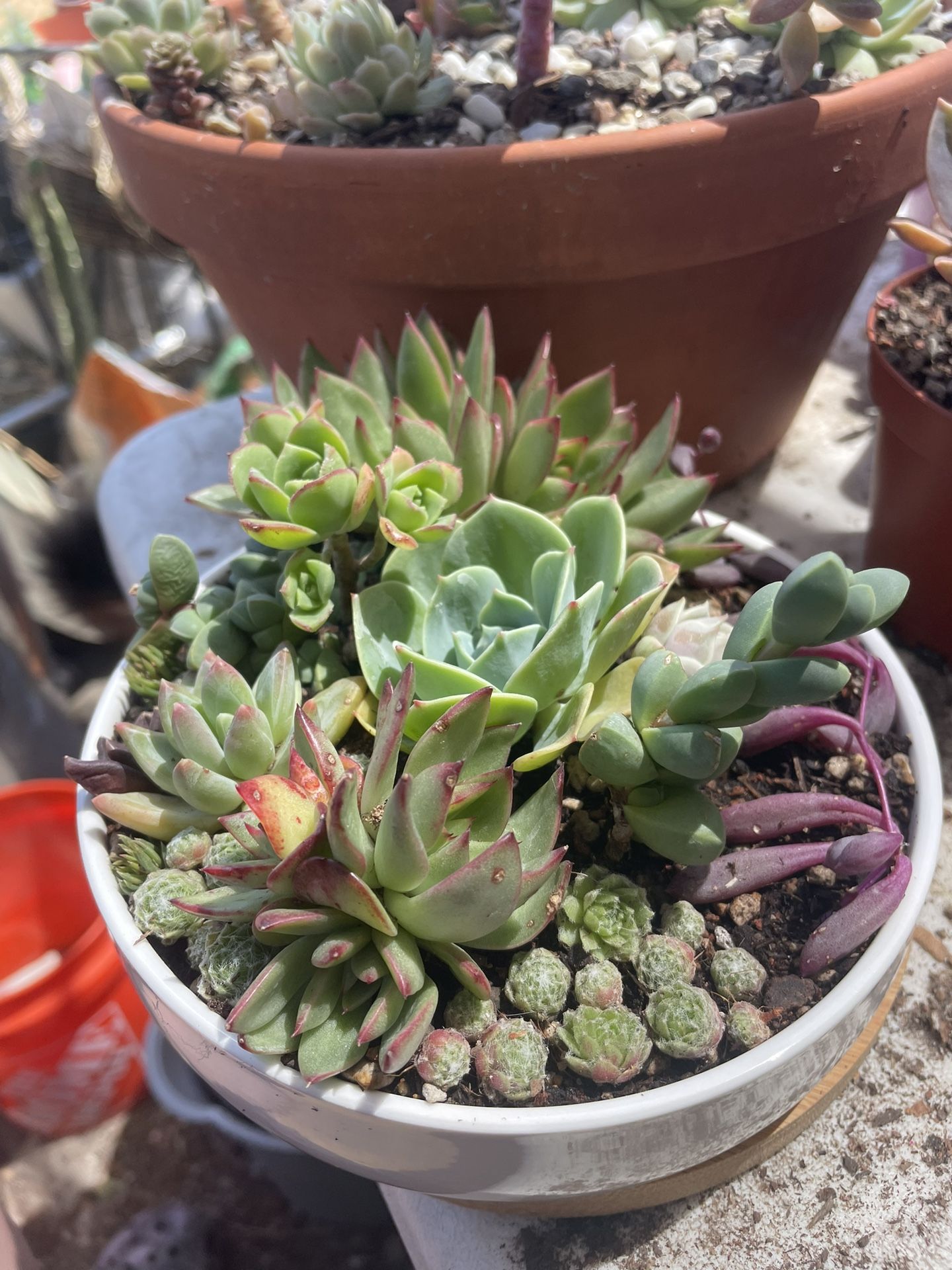 Succulent Arrangement 