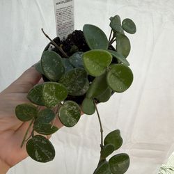 4” hoya mathilde splash